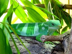 Iguane à bandes de Fidji (Brachylophus fasciatus)