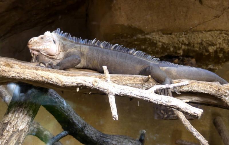 Iguane des Petites Antilles (Iguana delicatissima)
