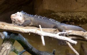 Iguane des Petites Antilles (Iguana delicatissima)