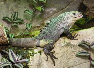 Iguane noir d'Utila (Chenesaura bakeri)