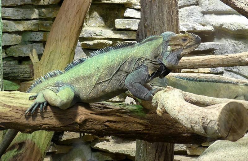 Iguane rhinocéros (Cyclura cornuta)