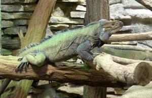 Iguane rhinocéros (Cyclura cornuta)