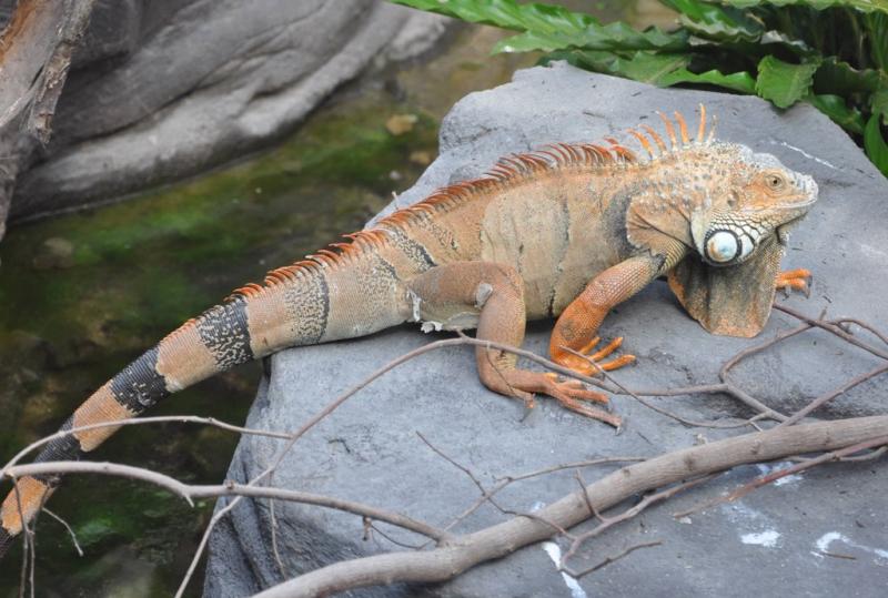 Iguane vert (Iguana iguana)