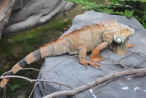 Iguane vert (Iguana iguana)