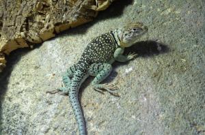 Lézard à collier (Crotaphytus collaris)