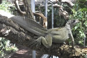 Lézard de Weber (Hydrosaurus weberi)