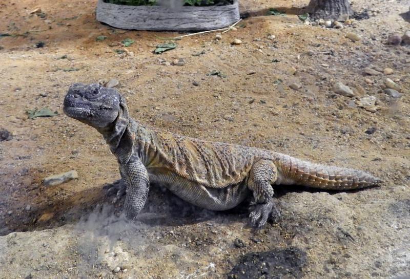 Lézard à queue épineuse (Uromastyx acanthinura)