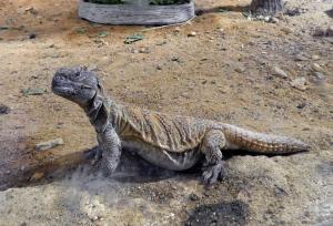 Lézard à queue épineuse (Uromastyx acanthinura)