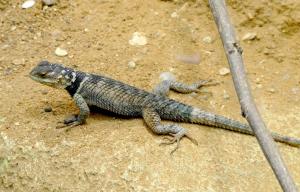 Lézard bleu épineux (Petrosaurus thalassinus)