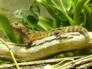 Lézard crocodile (Shinisaurus crocodilurus)