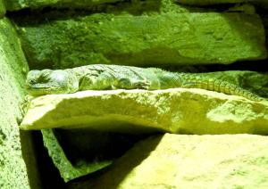 Lézard fouette-queue (Uromastyx nigriventris)