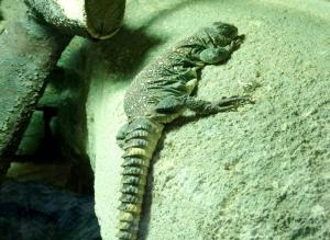 Lézard fouette-queue ocellé (Uromastyx ocellata)