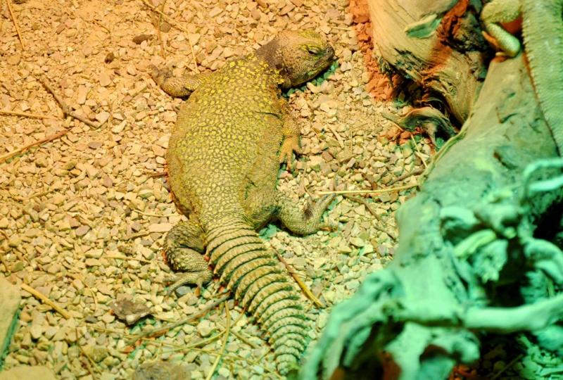 Lézard fouette-queue du Sahara (Uromastyx geyri)
