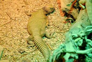 Lézard fouette-queue du Sahara (Uromastyx geyri)