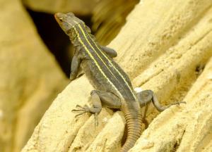 Lézard impérial plat (Platysaurus imperator)