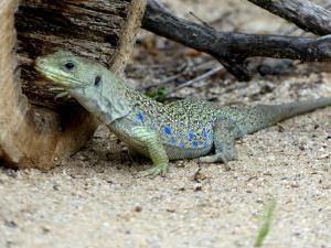 Lézard ocellé (Timon lepidus)