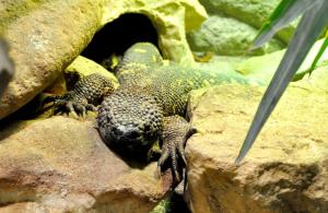 Lézard perlé (Heloderma horridum)
