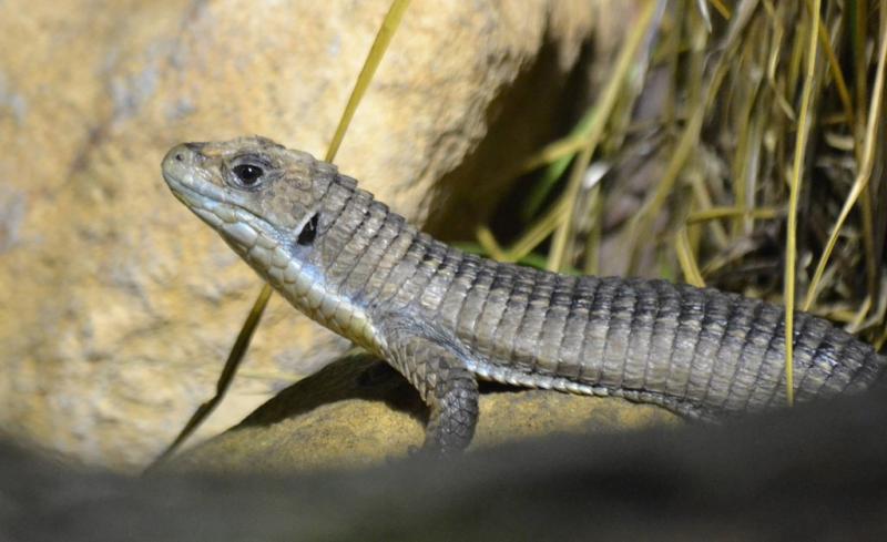 Lézard plaqué à nez rond (Gerhosaurus major)