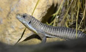 Lézard plaqué à nez rond (Gerhosaurus major)