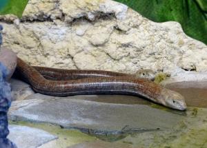 Lézard sans pattes (Angius fragilis)