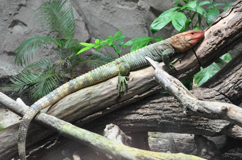 Lézard-caïman (Dracaena guianensis)