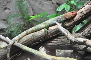 Lézard-caïman (Dracaena guianensis)
