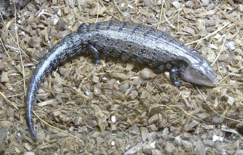 Scinque à langue bleu (Tiliqua scincoides)