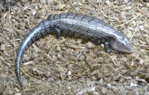 Scinque à langue bleu (Tiliqua scincoides)