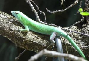 Scinque émeraude (Lamprolepis smaragdina)