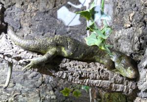 Scinque géant des Iles Salomon (Corucia zebrata)