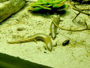 Scinque ocellé (Chalcides ocellatus)