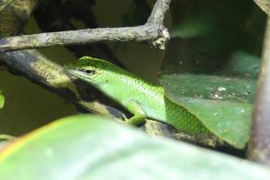 Scinque vert des arbres (Lamprolepis smaragdina)