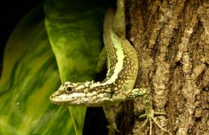 Japalure splendide (Diploderma splendidum)