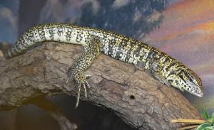 Tégu commun (Tupinambis teguixin)