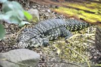 Tégu noir et blanc - Squamata (Tupinambis marianae)