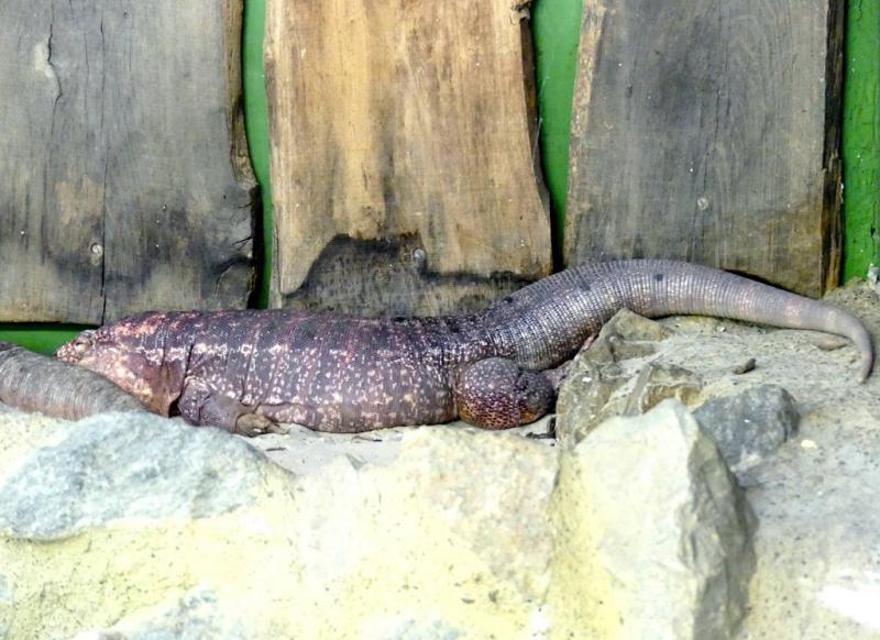 Tégu rouge (Salvador rufescens)