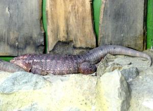Tégu rouge (Salvador rufescens)