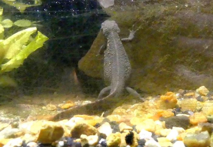 Triton à ventre de feu (Cynops orientalis)