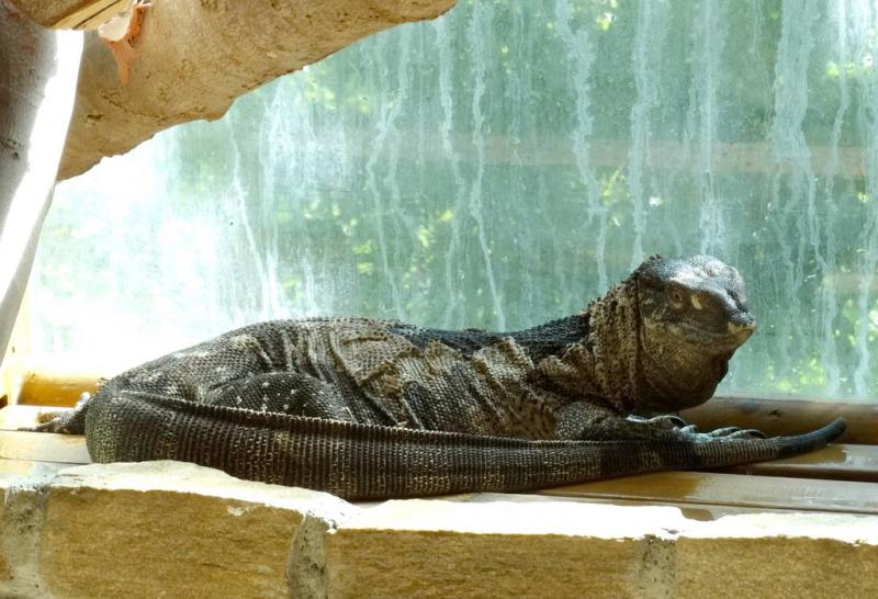 Varan des steppes (Varanus albigularis)