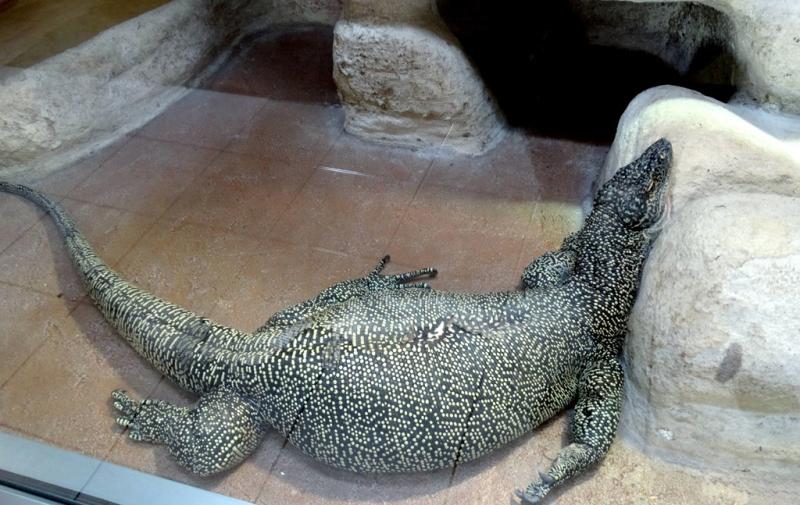 Varan à queue bleu (Varanus doreanus)