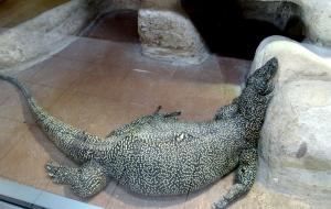 Varan à queue bleu (Varanus doreanus)