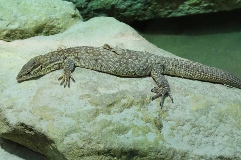 Varan à queue épineuse (Varanus acanthurus)