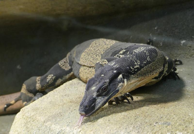 Varan bigarré (Varanus varius)
