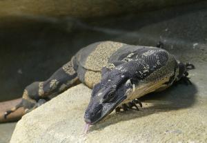 Varan bigarré (Varanus varius)