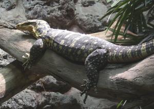 Varan de Cuming (Varanus cumingi)