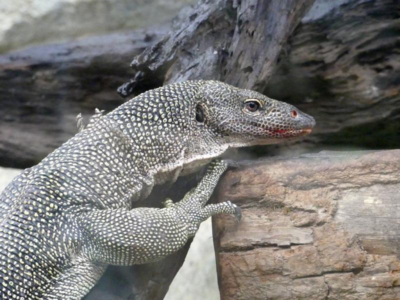 Varan des mangroves (Varanus indicus)