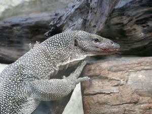 Varan des mangroves (Varanus indicus)