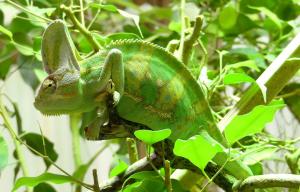 Caméléon casqué (Chamaeleo calytratus)