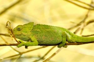 Caméléon commun (Chamaeleo chamaeleon)