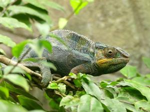 Caméléon panthère (Furcifer pardalis)